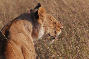 Lion in Nature 