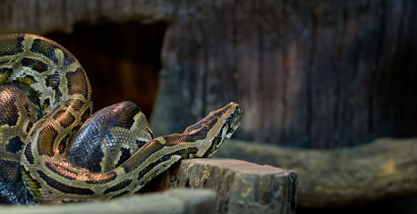 Python snake . Dangerous animal