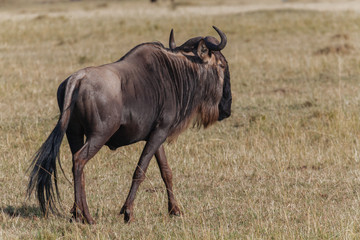 Wildebeest in nature 