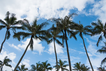 Palm Trees and Sky
