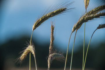 Wheat over a lue background