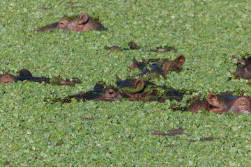 Hippopotamus in the Nature