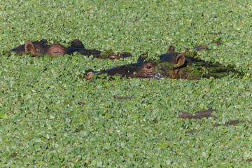 Hippopotamus in the Nature