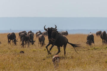 Naklejka na ściany i meble wildebeest in Nature 
