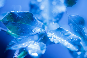 Multiple exposure　Feng shui 　Nature leaf