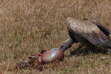 Vulture in Nature 
