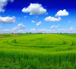 Fototapeta premium green wheat field