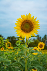 field of bloooming  , landscape of Sunflower Farm