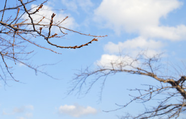 桜　枝　冬　素材