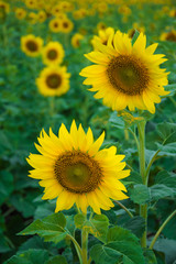 field of bloooming  , landscape of Sunflower Farm