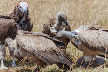 Vulture in Nature 