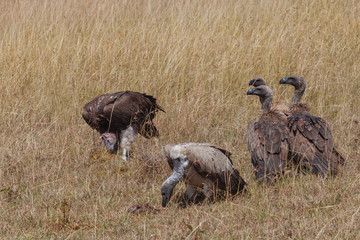 Vulture in Nature 