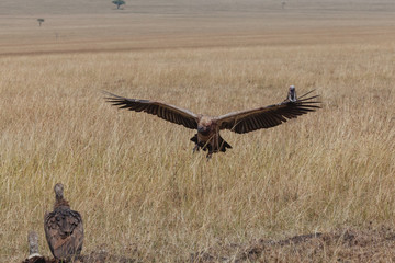 Vulture in Nature 
