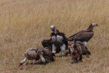 Vulture in Nature 