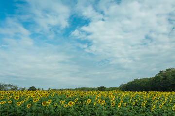 field of bloooming  , landscape of Sunflower Farm