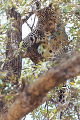 Leopard in Nature 