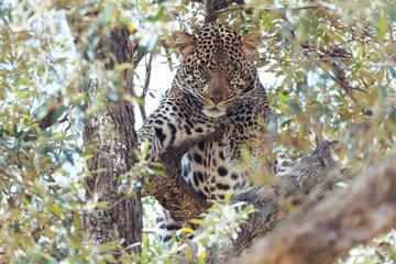 Leopard in Nature 