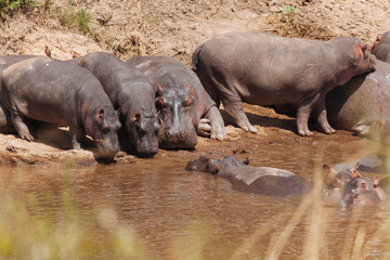 Hippopotamus in the Nature