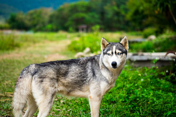 Siberian husky dog.
