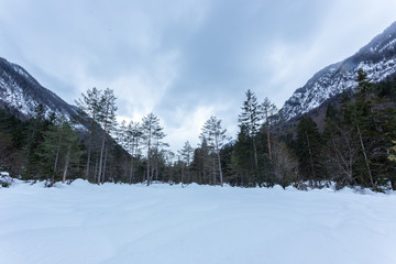 Winter landscape with fir trees