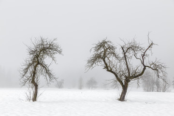 Fototapeta na wymiar Minimal winter landscape in Slovenia-Europe