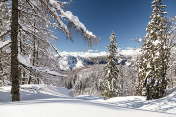 Winter landscape with fir trees