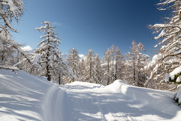 Winter landscape with fir trees