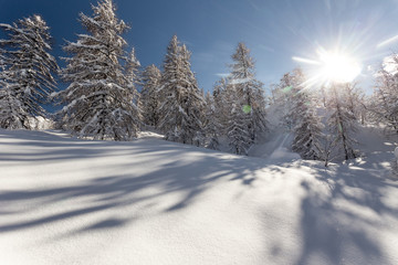 Winter landscape with fir trees