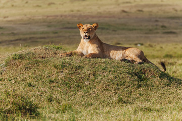 Lion in Nature 