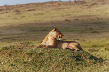 Lion in Nature 