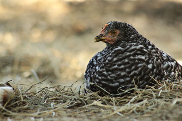 mother hen