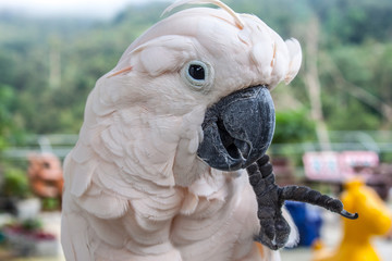 white parrot