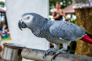 african parrot
