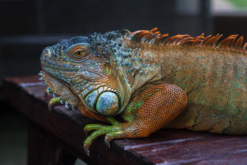 iguana