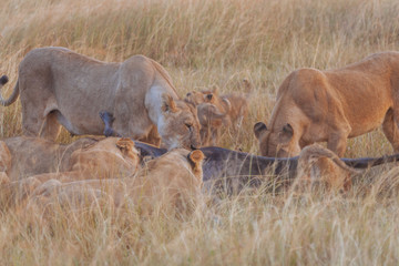 Fototapeta premium Lion in Nature 