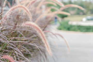 Wild field of grass, warm toning, shallow DOF