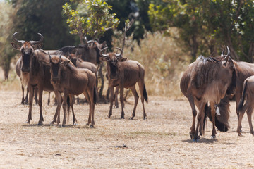 Wildebeest in Nature 