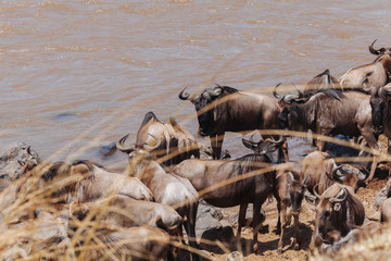 Wildebeest in Nature 