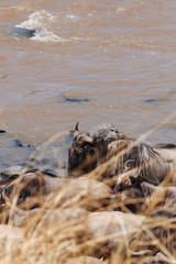 Wildebeest in Nature 