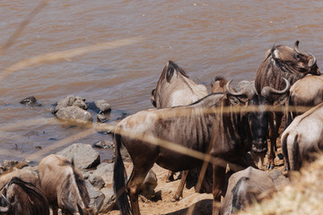 Wildebeest in Nature 