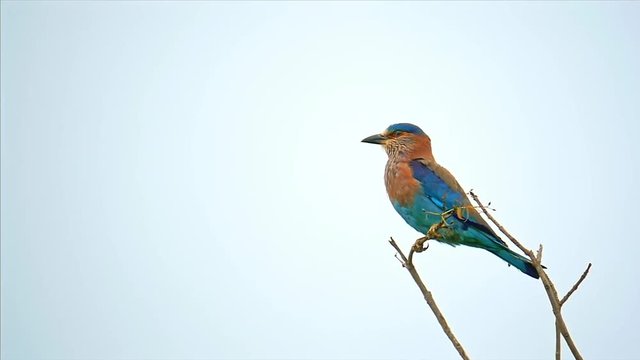 Slow motion video of Indian Roller bird flying from branch and flapping with colorful wings in Yala national park in Sri Lanka