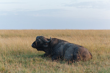 African Buffalo cape buffalo