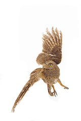 The owl in the white back