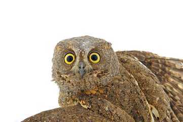 The owl in the white back