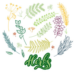 Herbs vector isolated set on transparent backgroung