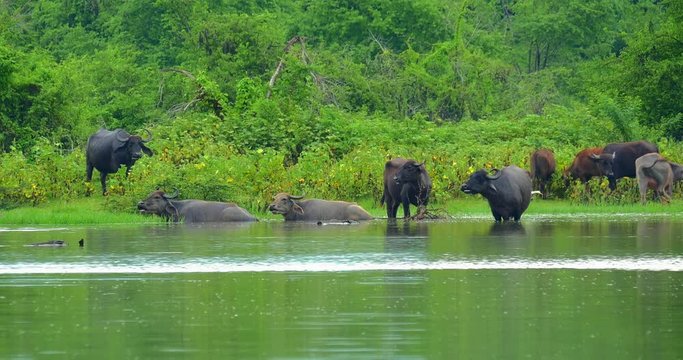 Bubalus Bubalis Asian Water Buffalo bathing in pond. Wild nature landscape of Yala National Park, Sri Lanka