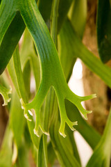 Obraz premium Platycerium superbum or Staghorn fern