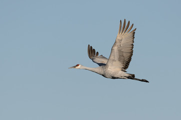 Single Sandhill Crane in Flight Blue Sky