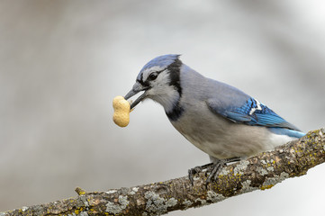 Adult Blue Jay on Branch with Peanut in Beak