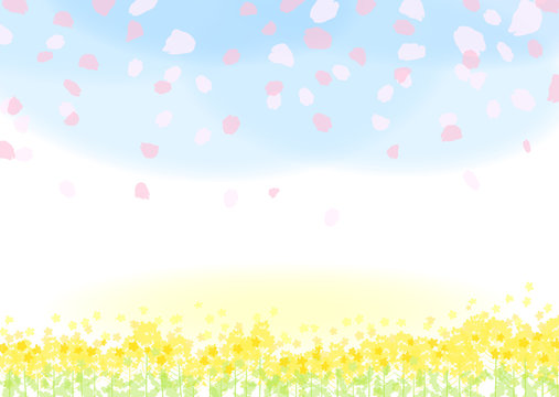 菜の花　桜